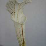 Sarracenia leucophylla 'Alba'